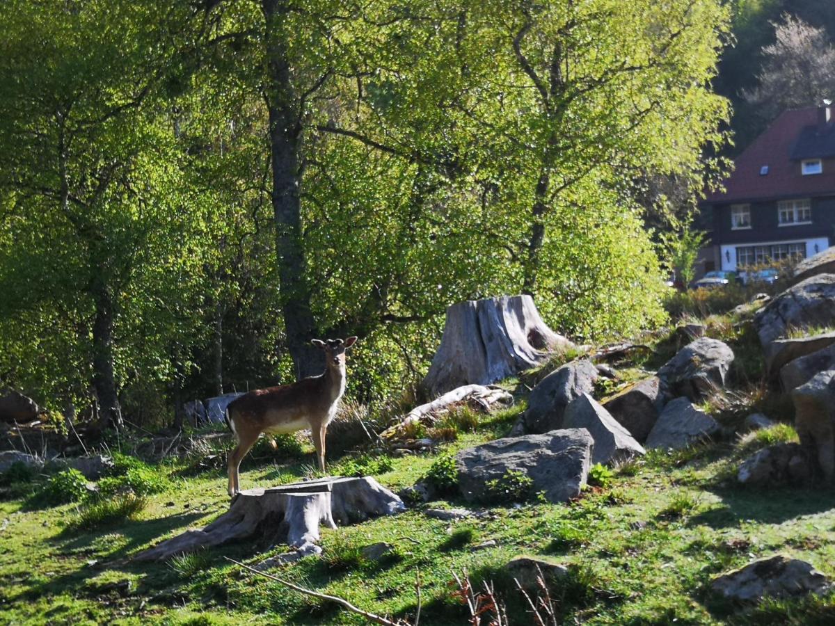 B3 Albmatte-fewo Sauna, Hallenbad Aussenbecken Massagen Nebenan *